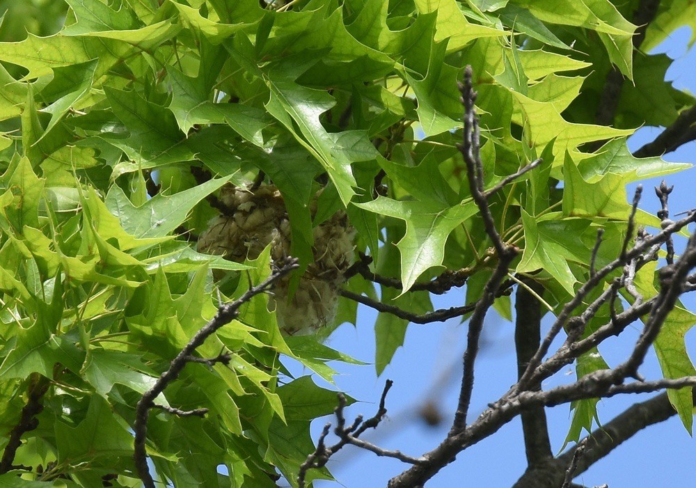 Warbling Vireo building a nest by Andy Reago and Chrissy McClarren is licensed under CC BY 2.0.